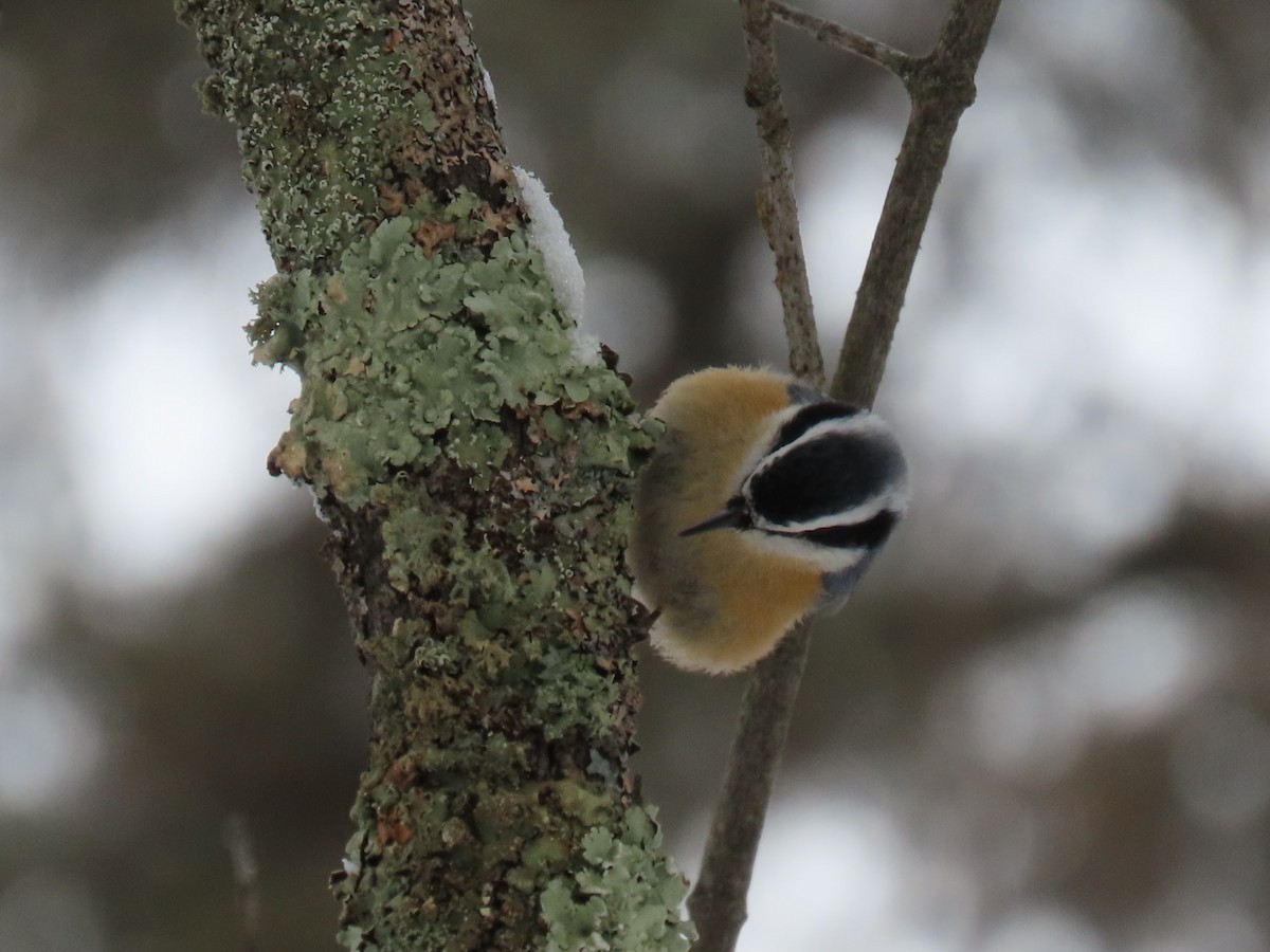 Red-breasted Nuthatch - ML528774661