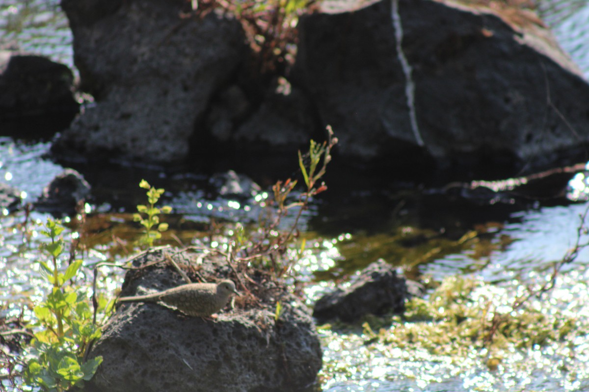 Inca Dove - ML528774851