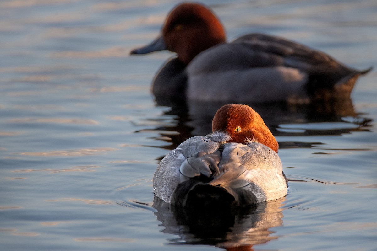 Redhead - Kieran Barlow