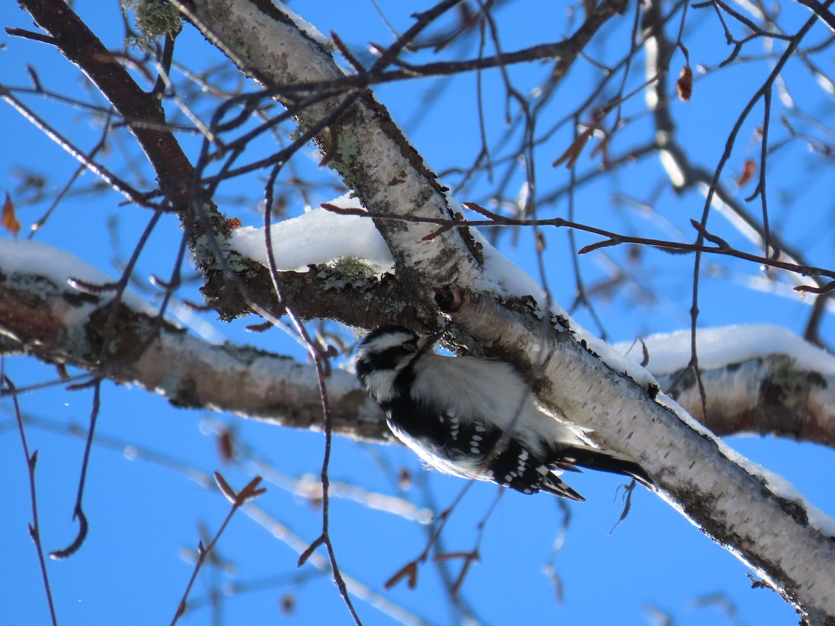 Downy Woodpecker - ML528776331