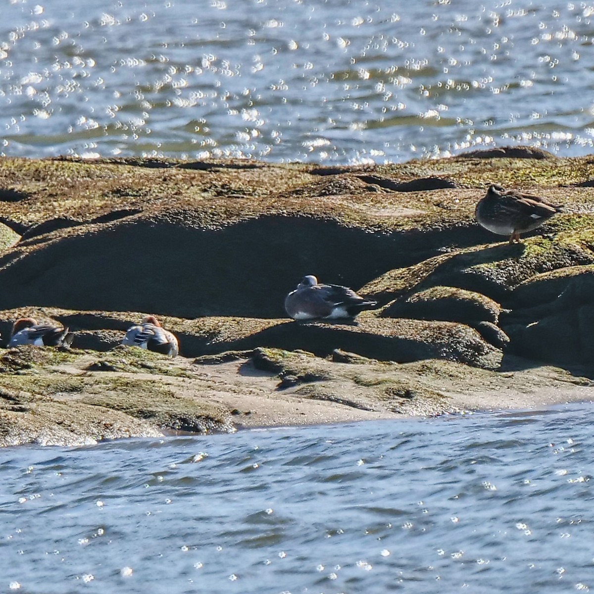 American Wigeon - Marcos Prada Arias