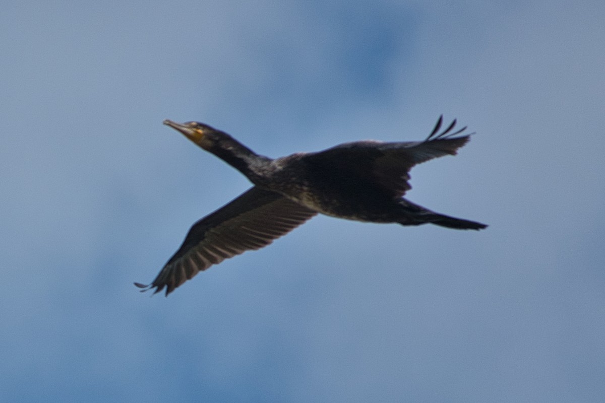 カワウ - ML528776611