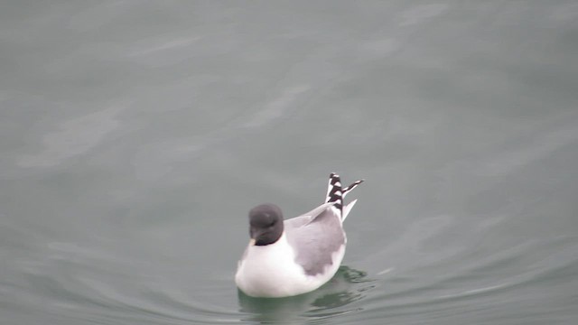 Mouette de Sabine - ML528776641