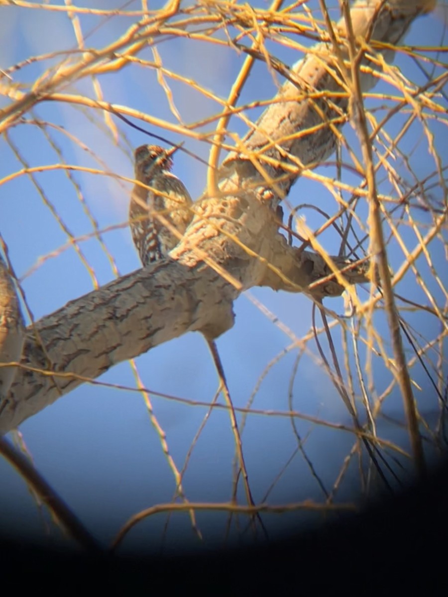 Yellow-bellied Sapsucker - ML528776661