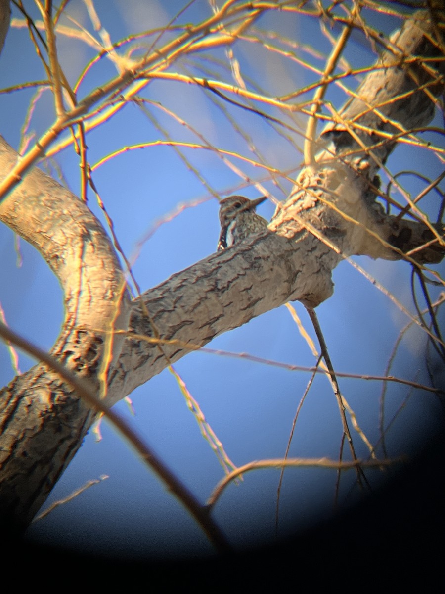 Yellow-bellied Sapsucker - ML528776671