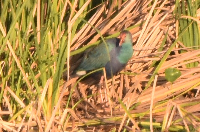 Gray-headed Swamphen - Nathan Langwald