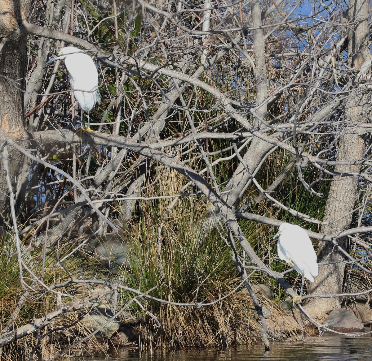 Karbeyaz Balıkçıl - ML528777871