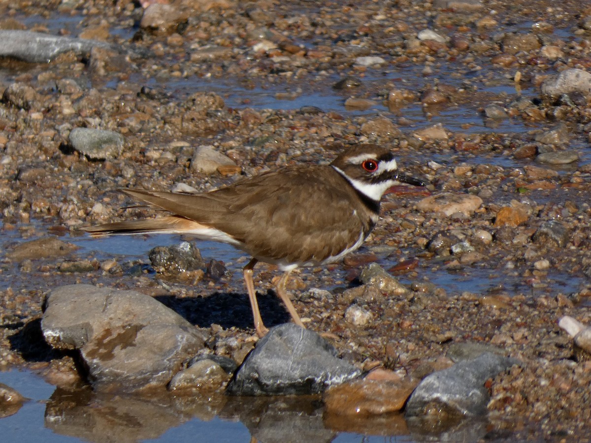 Killdeer - ML528778241