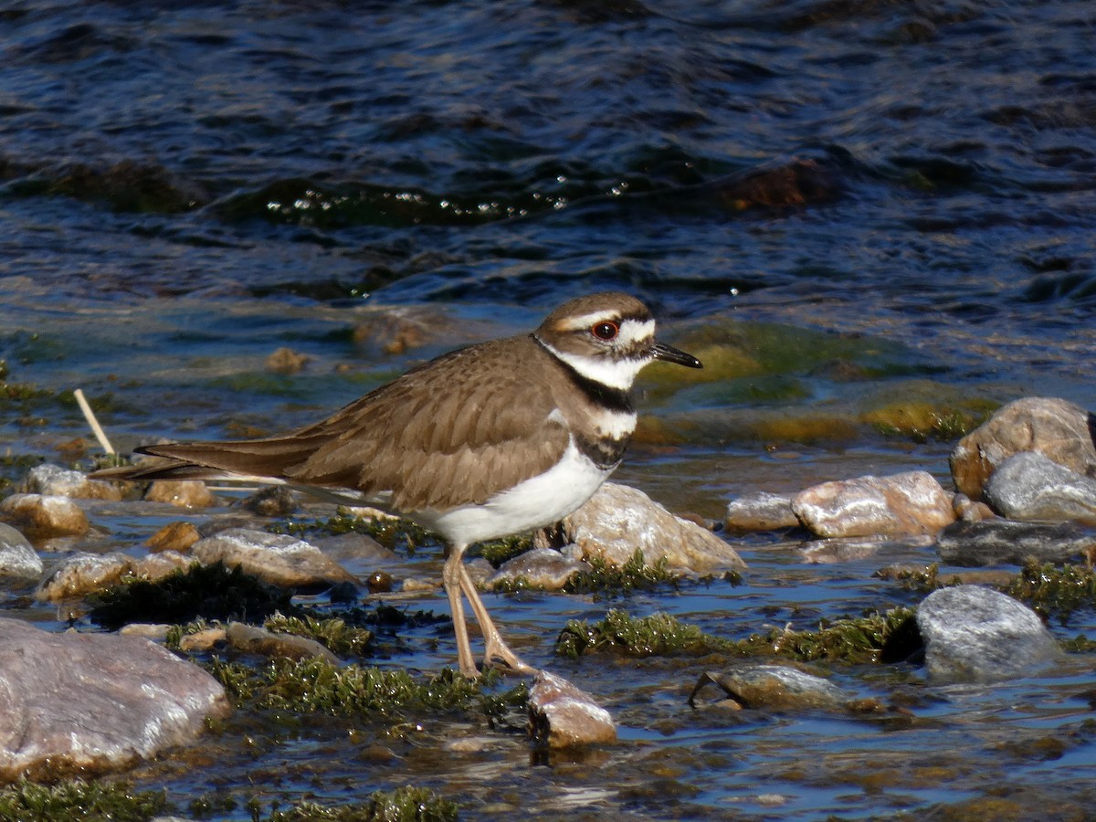 Killdeer - ML528778251