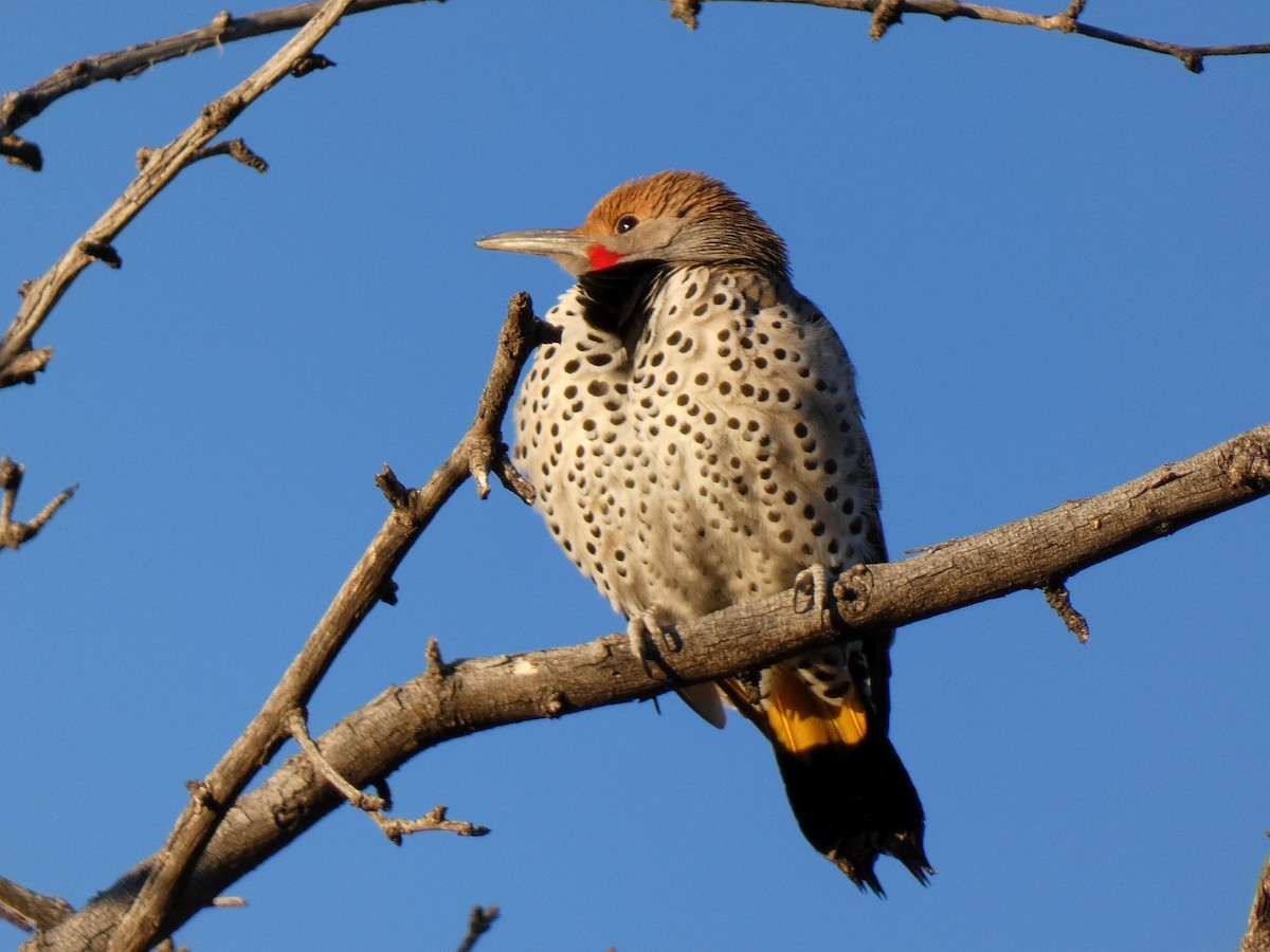 Gilded Flicker - ML528778301