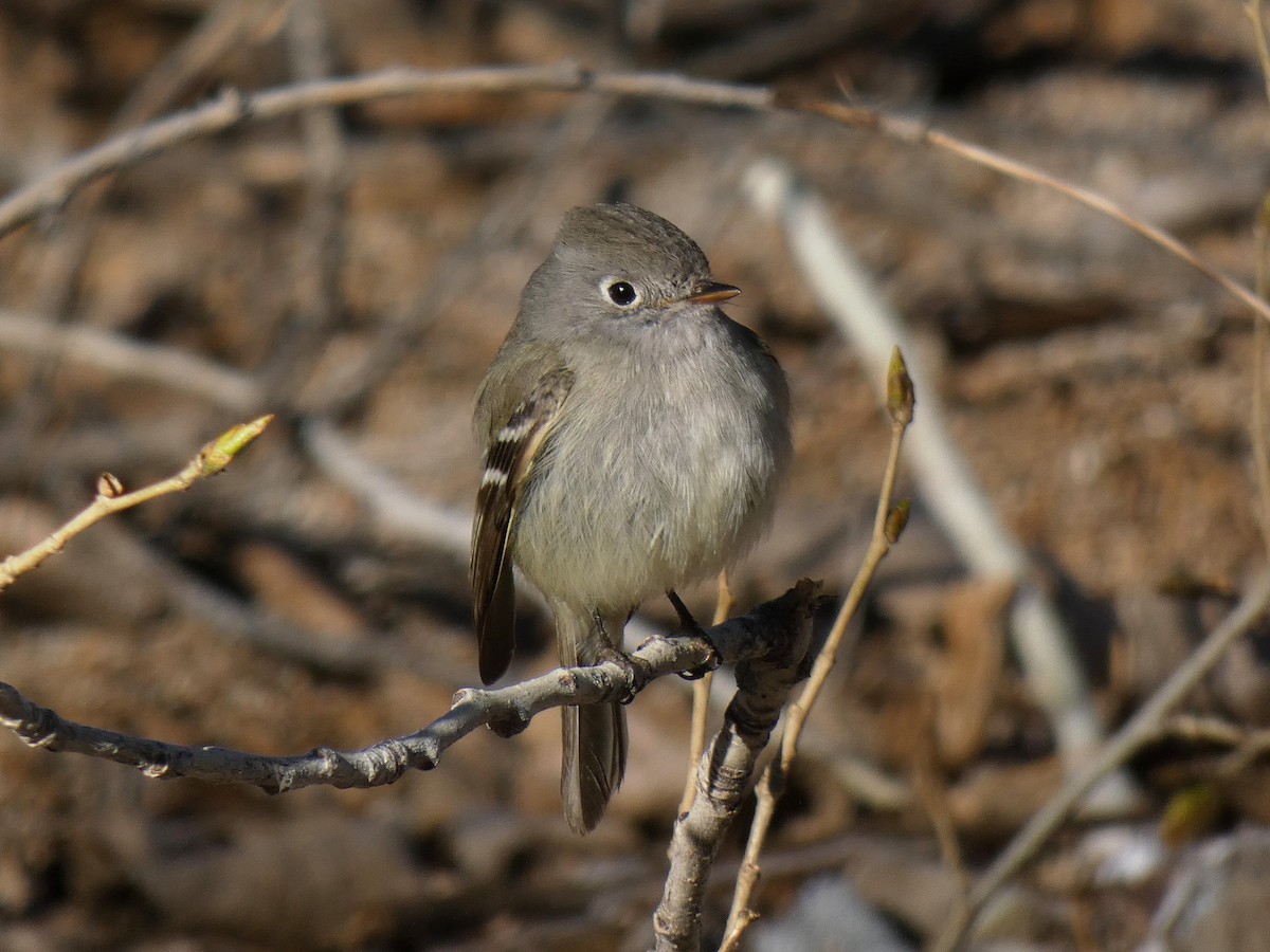 Hammond's Flycatcher - Paul Suchanek