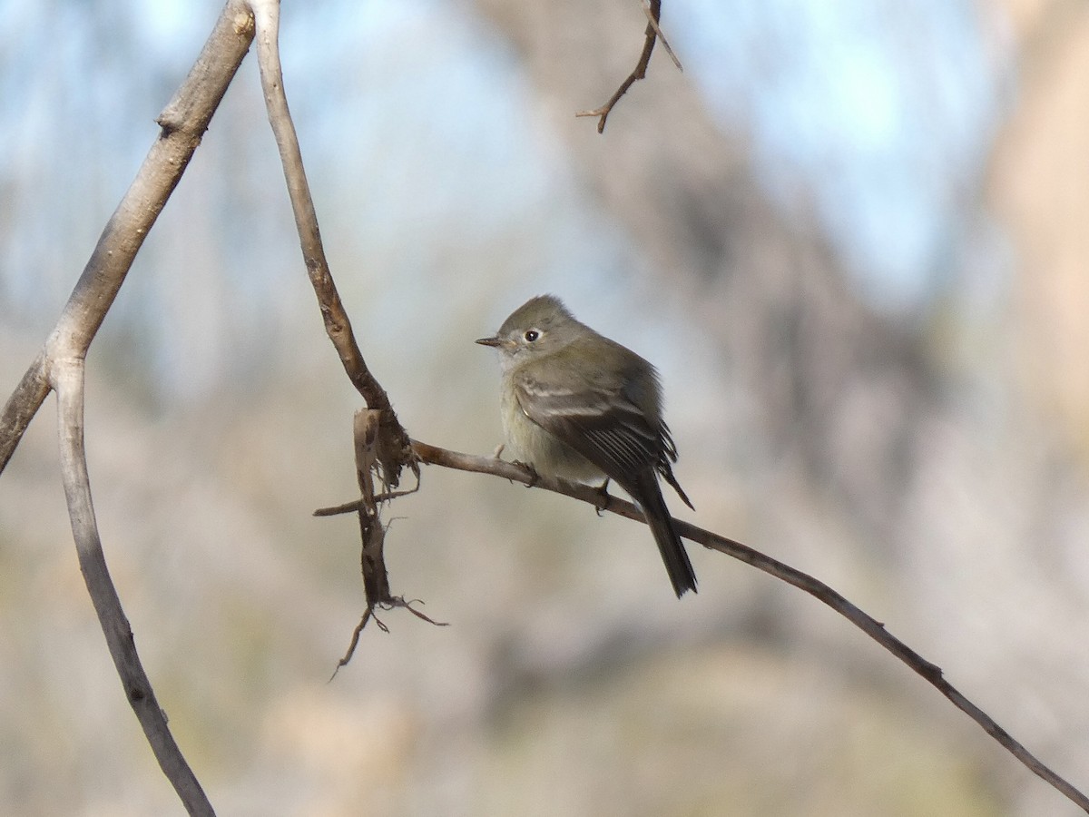 Hammond's Flycatcher - ML528778471