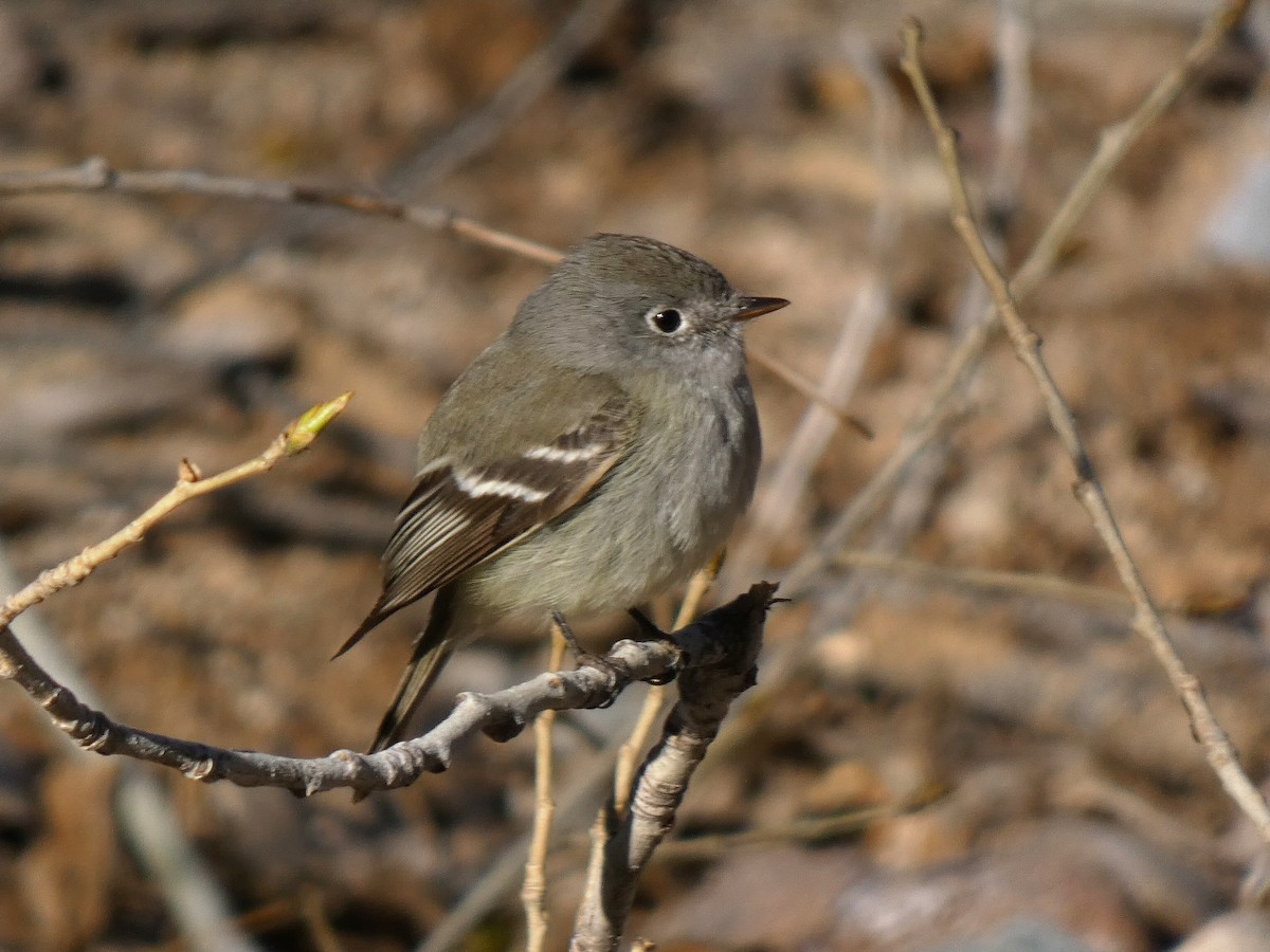 Hammond's Flycatcher - ML528778481