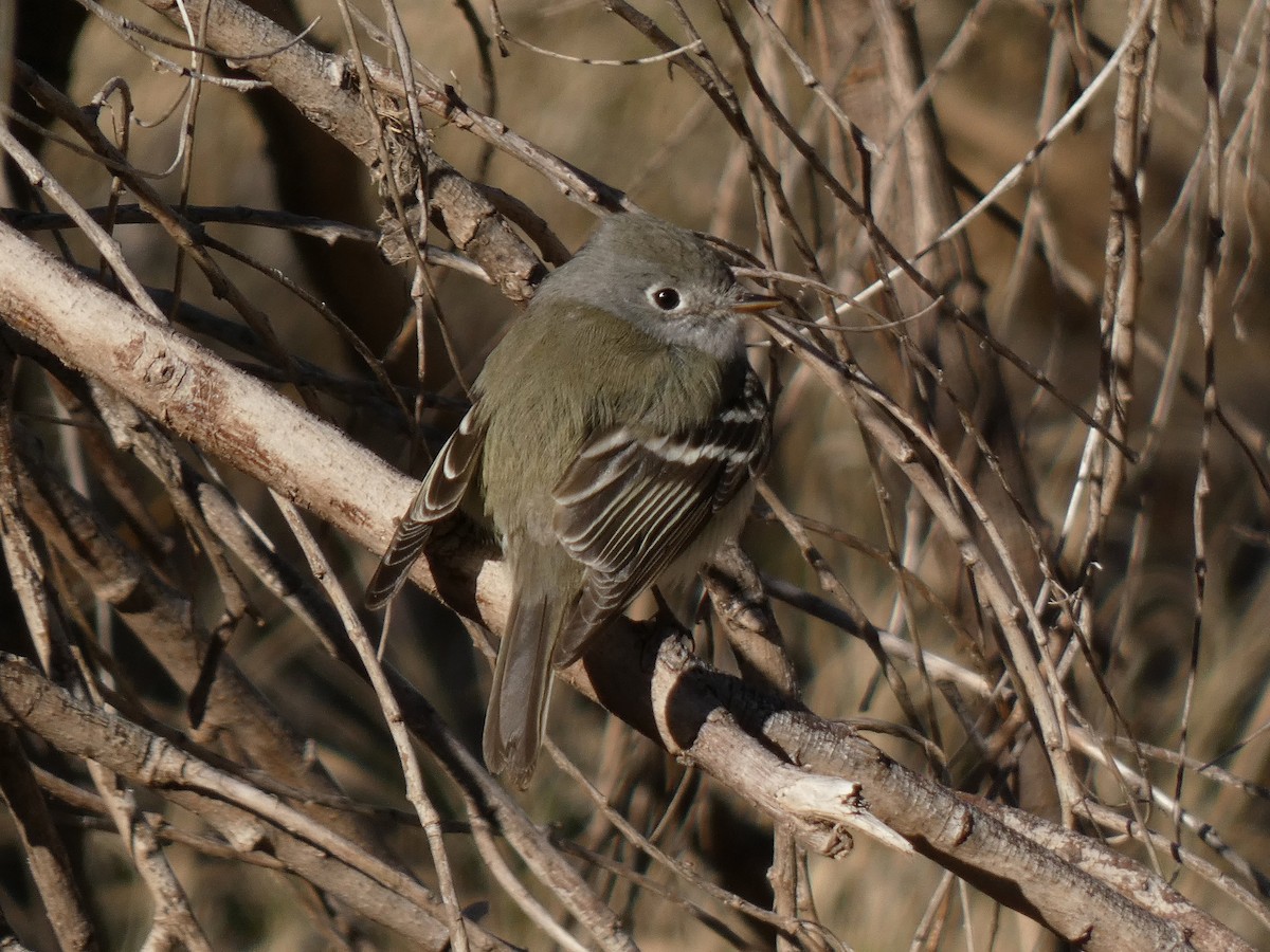 Hammond's Flycatcher - ML528778491