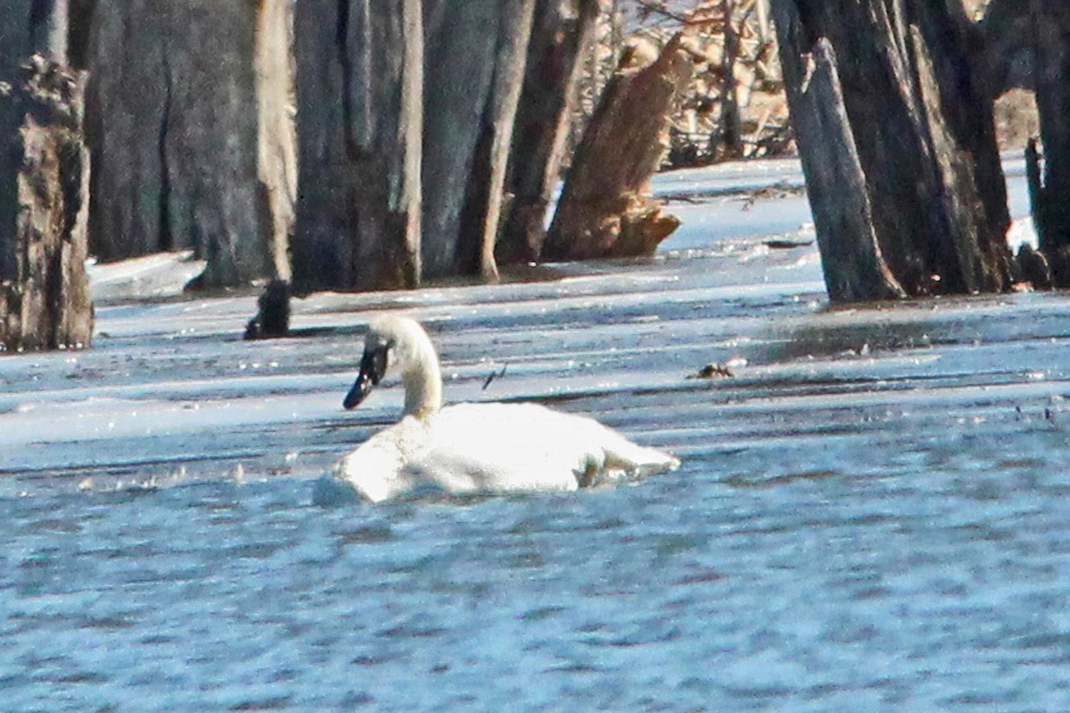 Trumpeter Swan - ML52877851