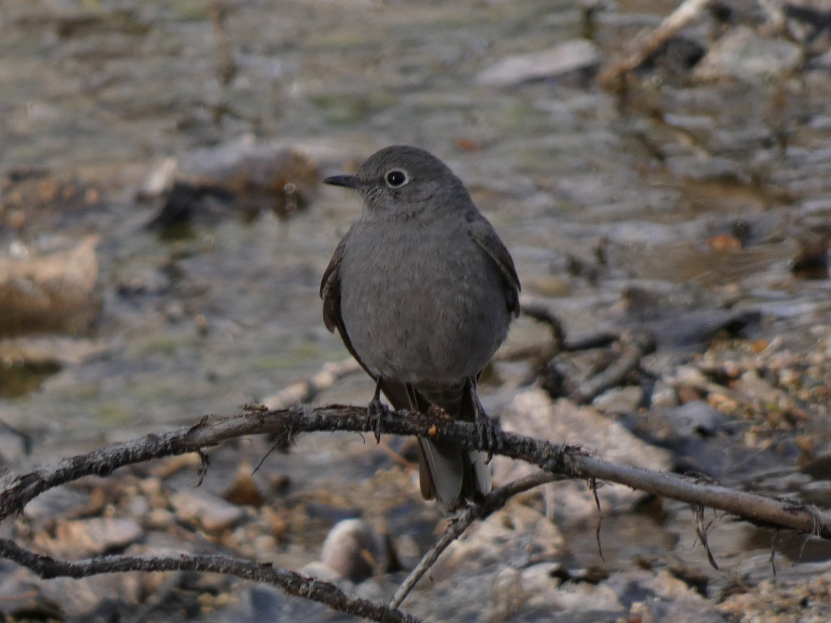 Townsend's Solitaire - Paul Suchanek