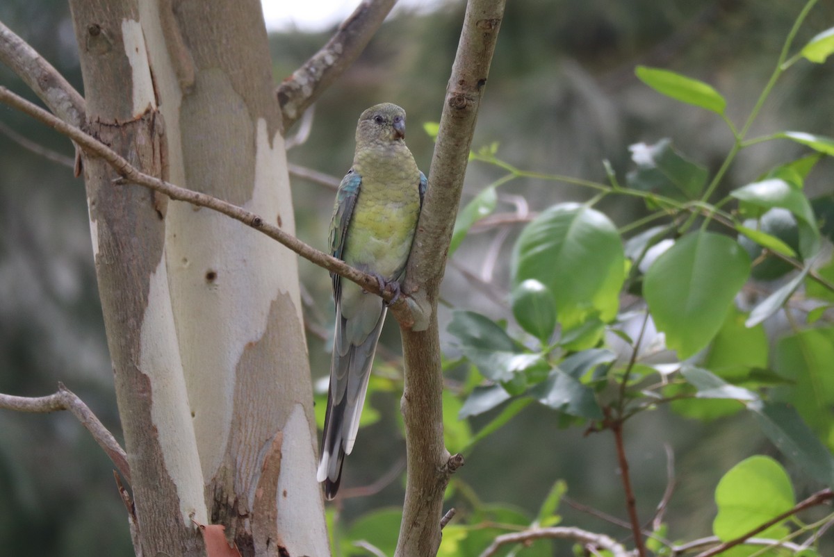 Red-rumped Parrot - ML528778711