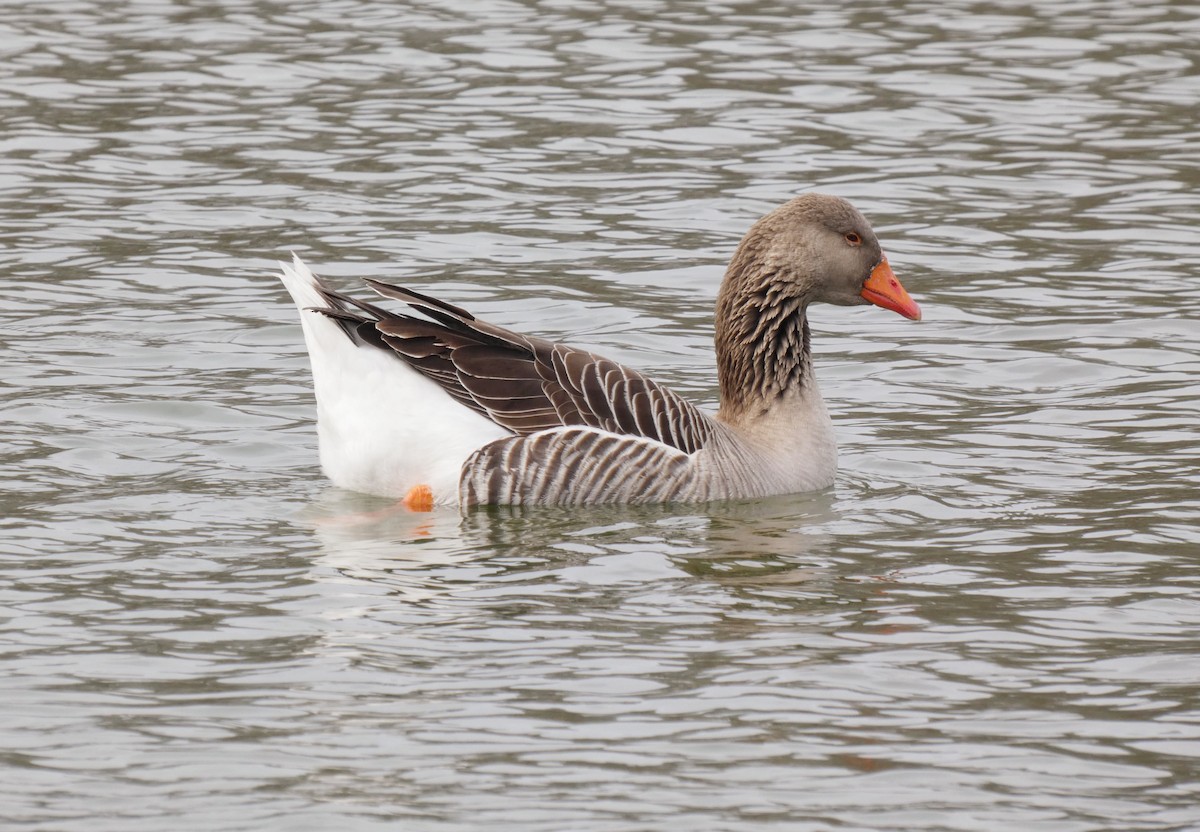 Graylag Goose (Domestic type) - ML528778831