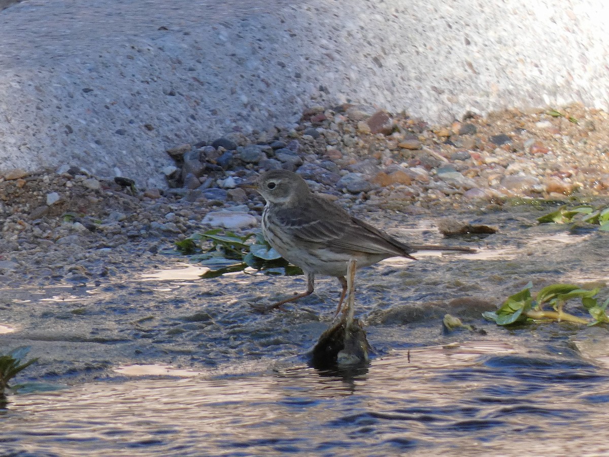 Pipit d'Amérique - ML528778841