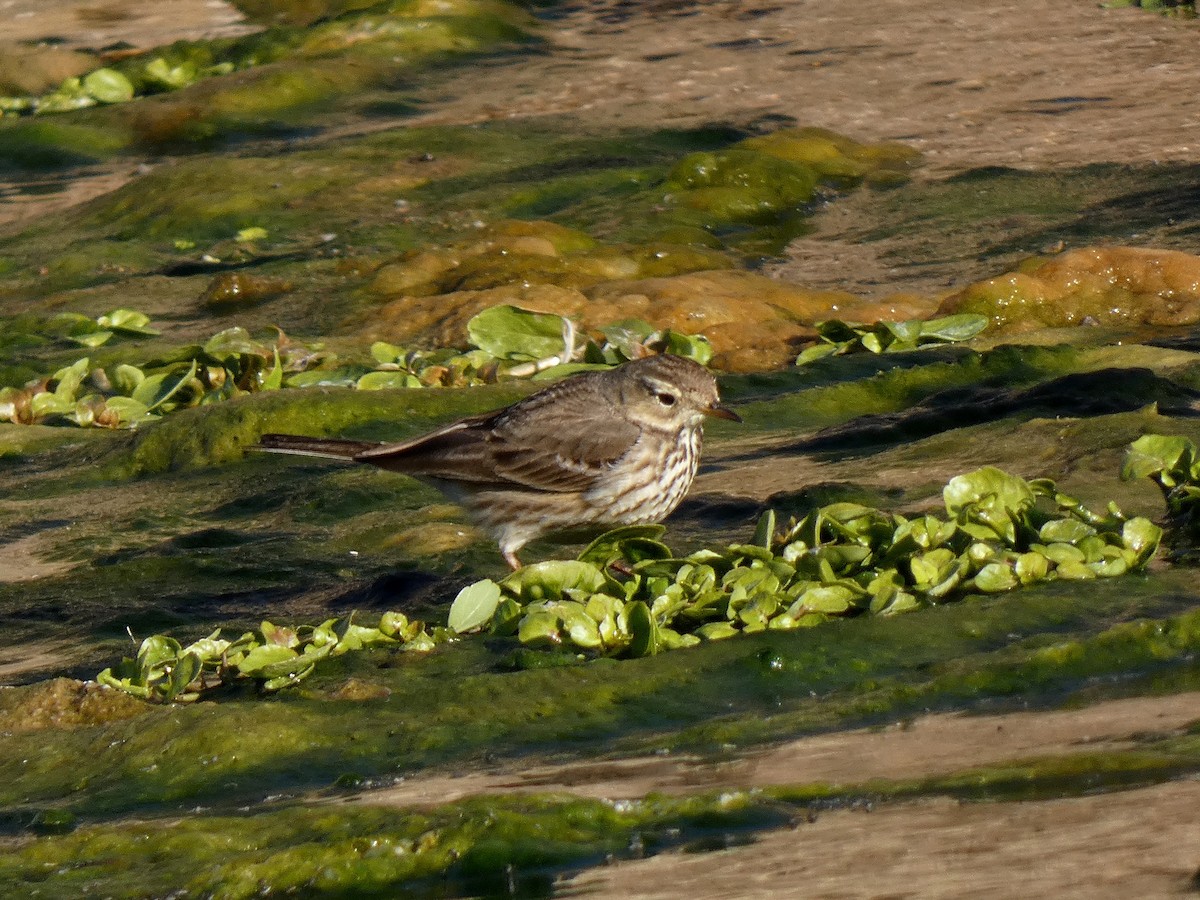 Pipit d'Amérique - ML528778851