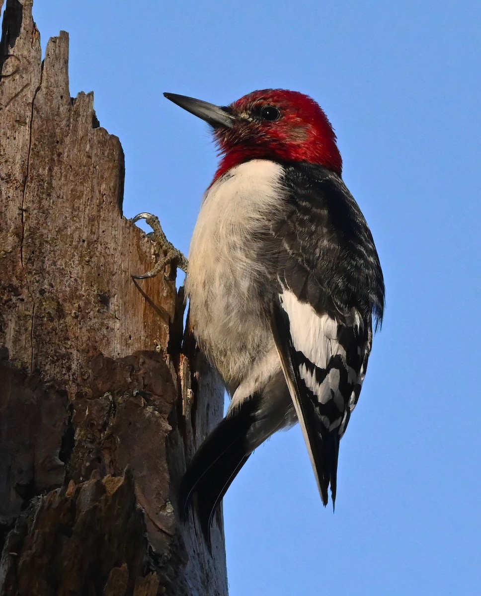 Red-headed Woodpecker - Ann Stinely