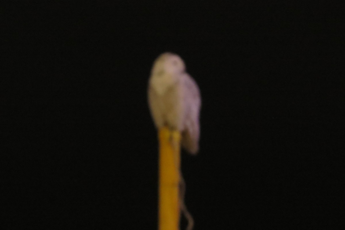 Snowy Owl - ML528779401