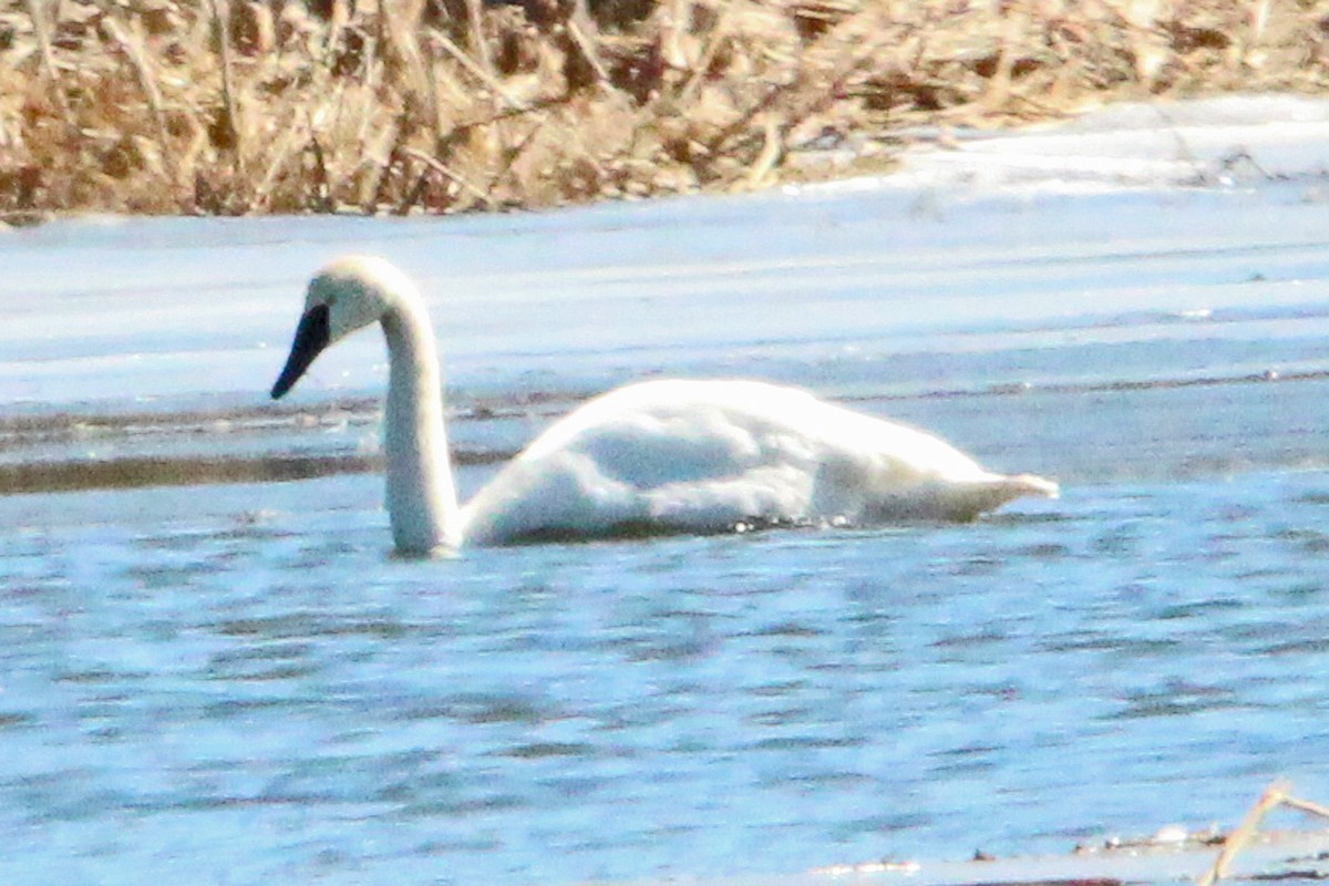 Trumpeter Swan - Tina Valentinetti