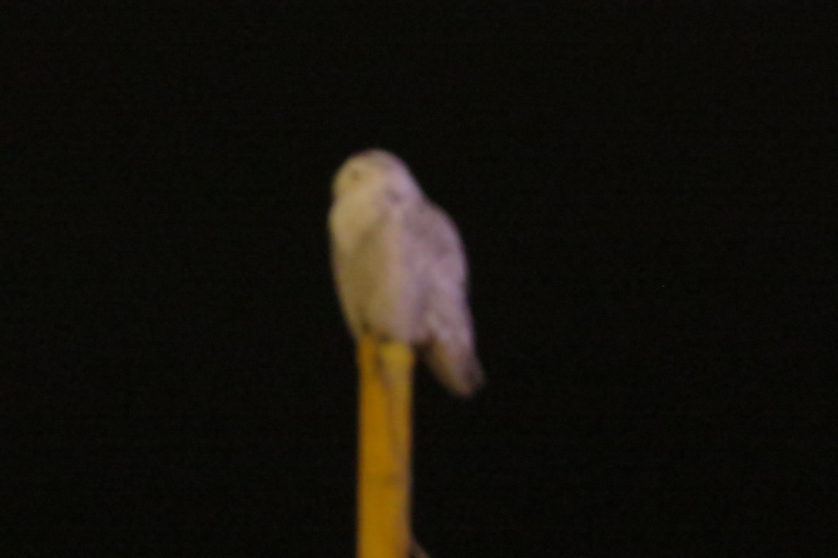 Snowy Owl - ML528779441