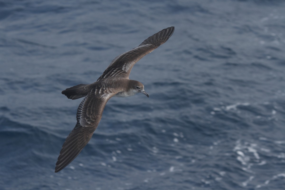 Wedge-tailed Shearwater - James (Jim) Holmes
