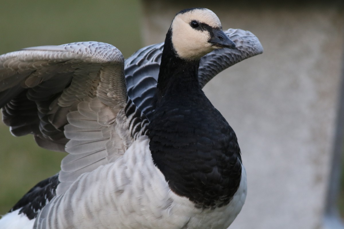 Barnacle Goose - Lily Morello