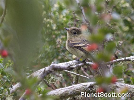 Western Flycatcher (Pacific-slope) - ML528779991