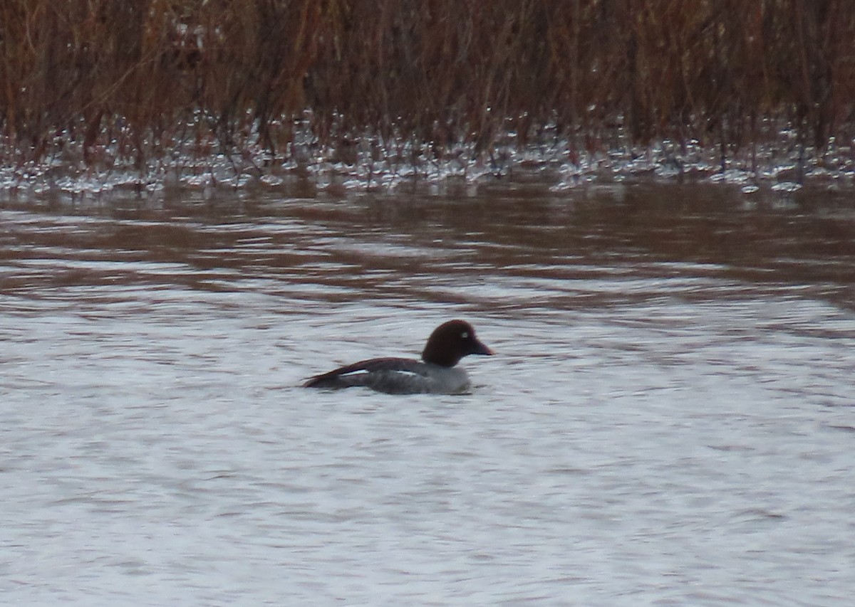 Common Goldeneye - ML528780701