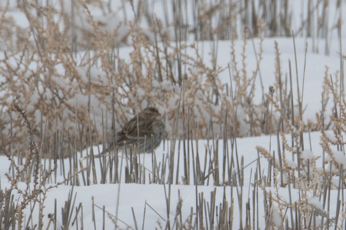Chestnut-collared Longspur - ML528780791