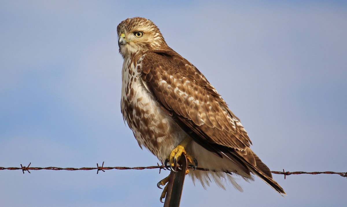 Red-tailed Hawk (borealis) - ML528781241