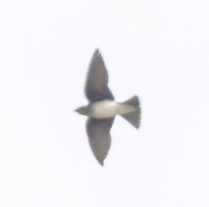 Gray-breasted Martin - ML528782331
