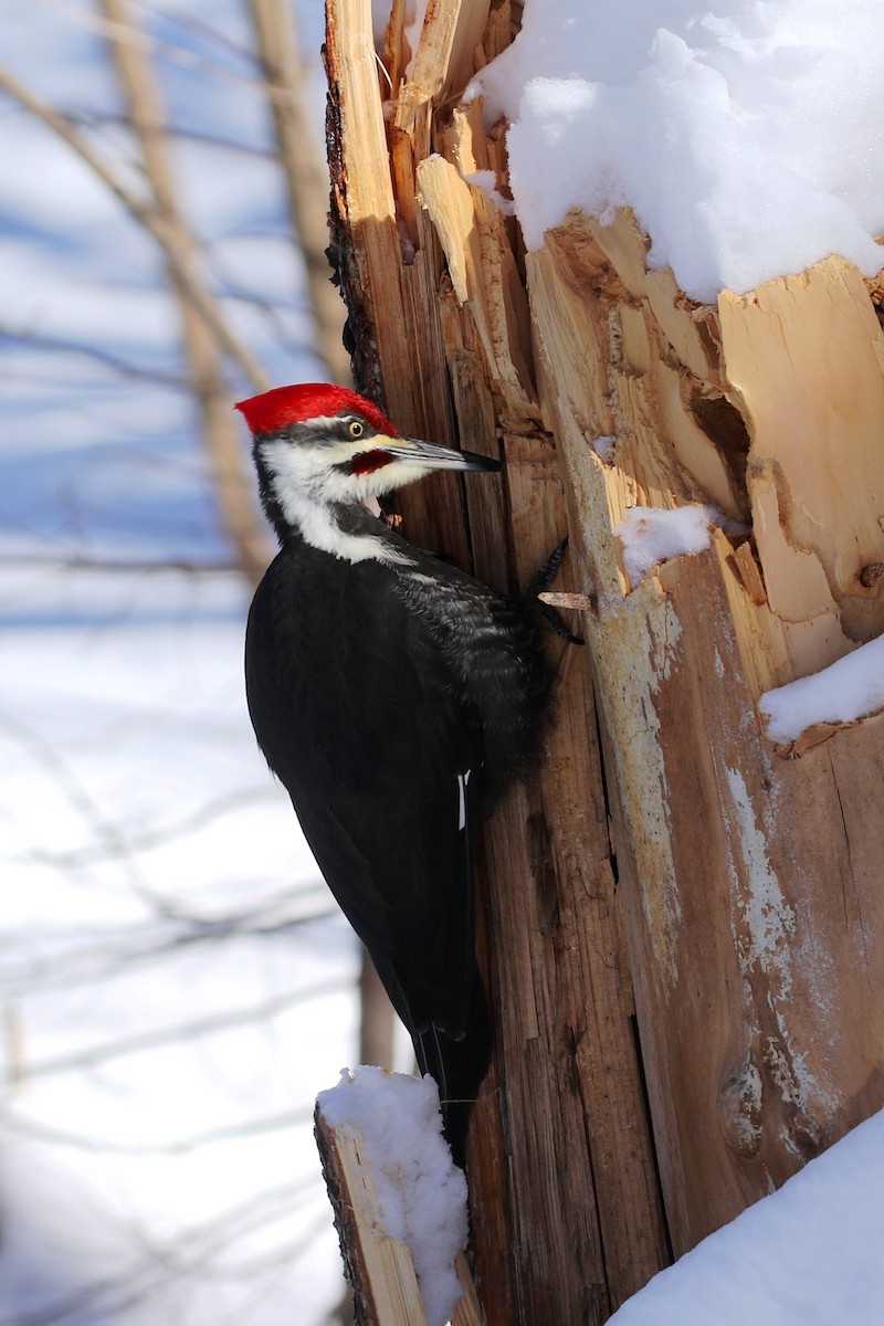 Pileated Woodpecker - Maurice Raymond