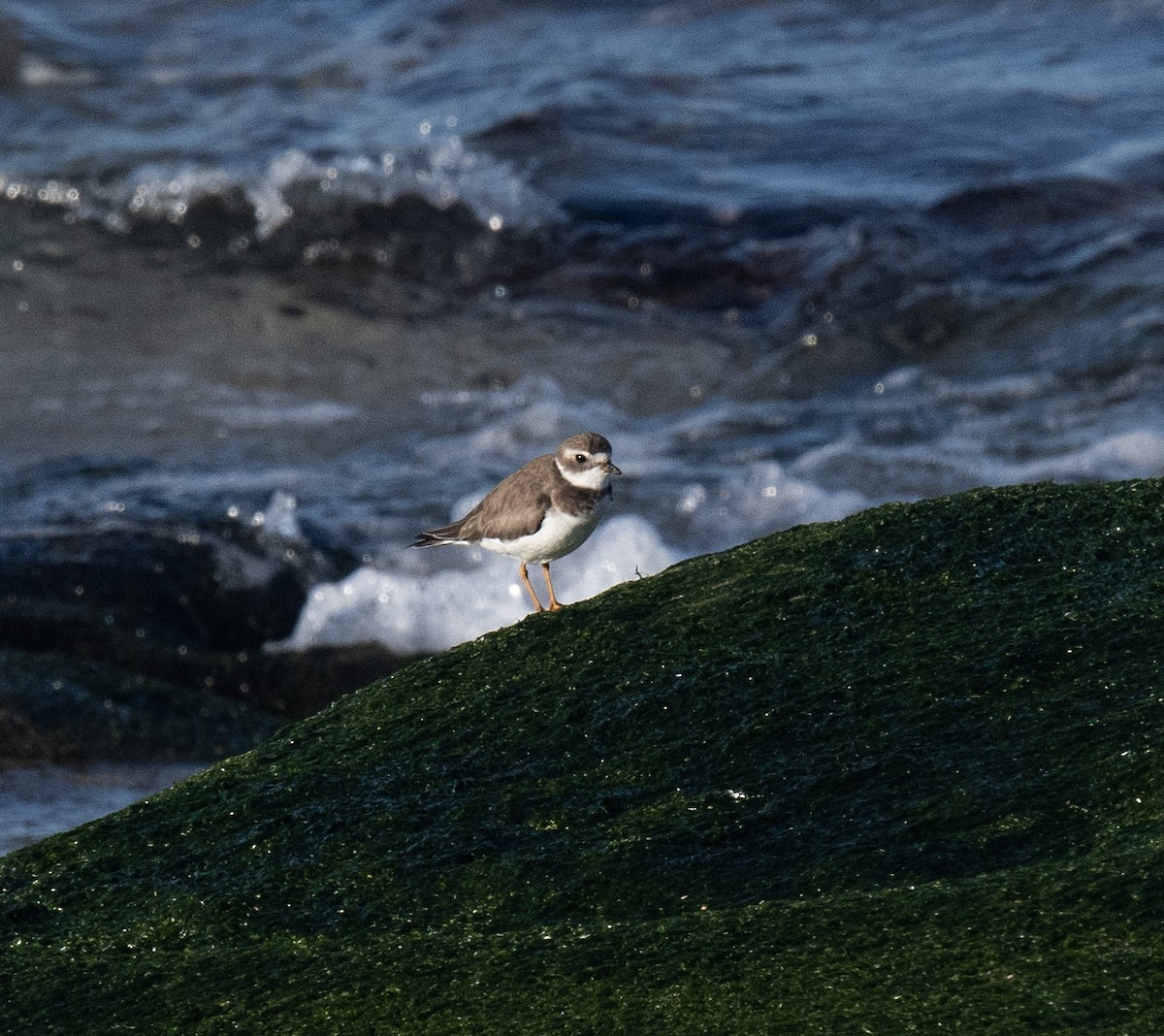 Semipalmated Plover - ML528782531