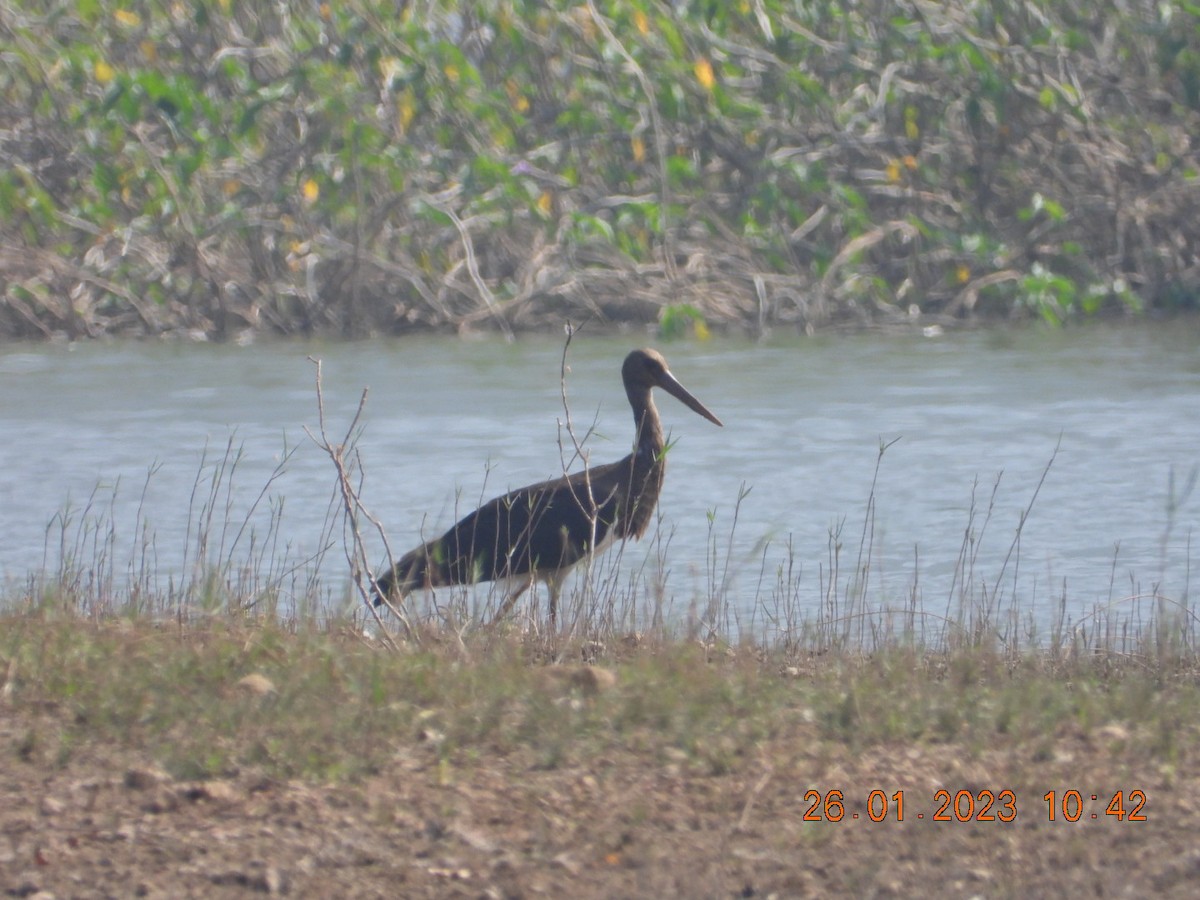 stork sp. - Arunachala pandian