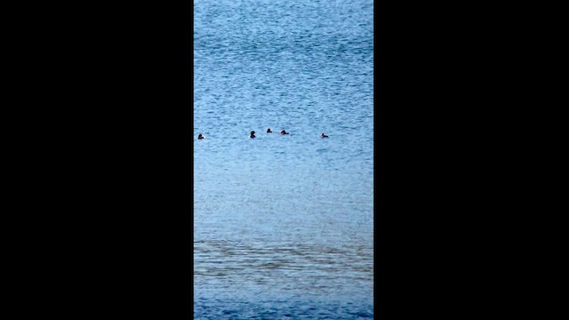 Lesser Scaup - ML528784031