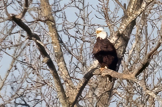 Bald Eagle - ML528786201