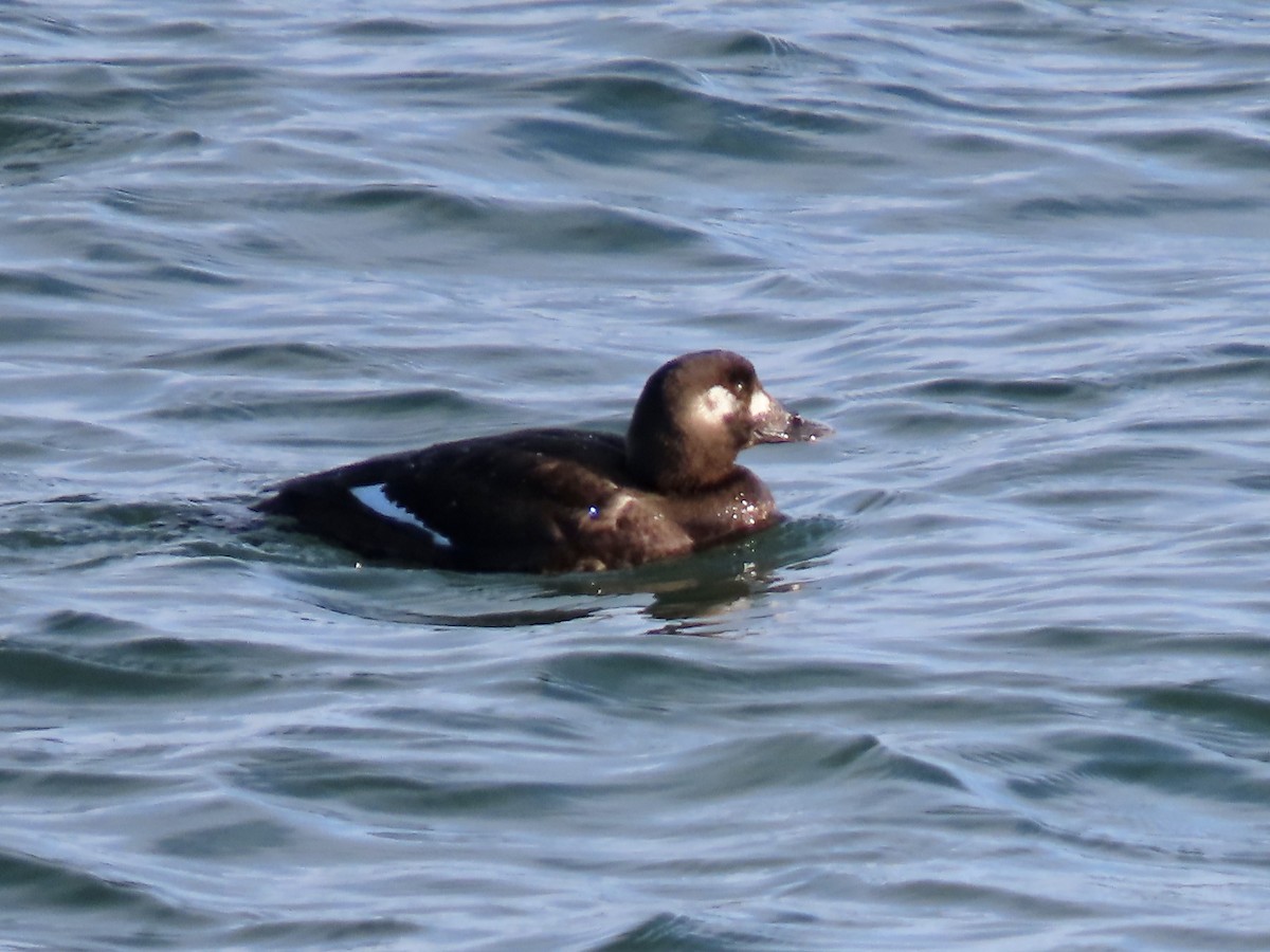 White-winged Scoter - ML528786651