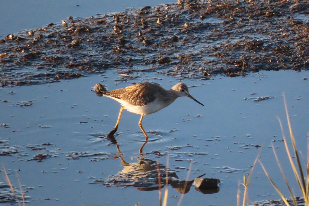 Greater Yellowlegs - ML528787191