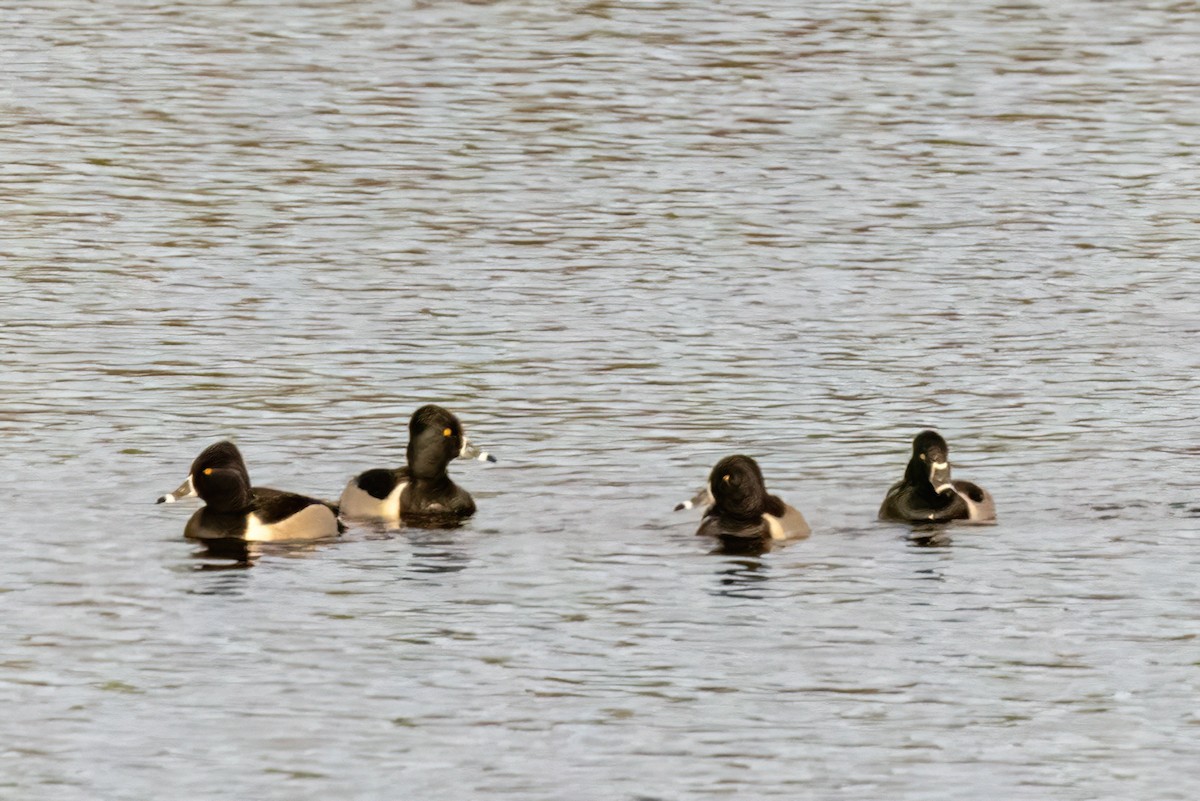 Ring-necked Duck - ML528787201