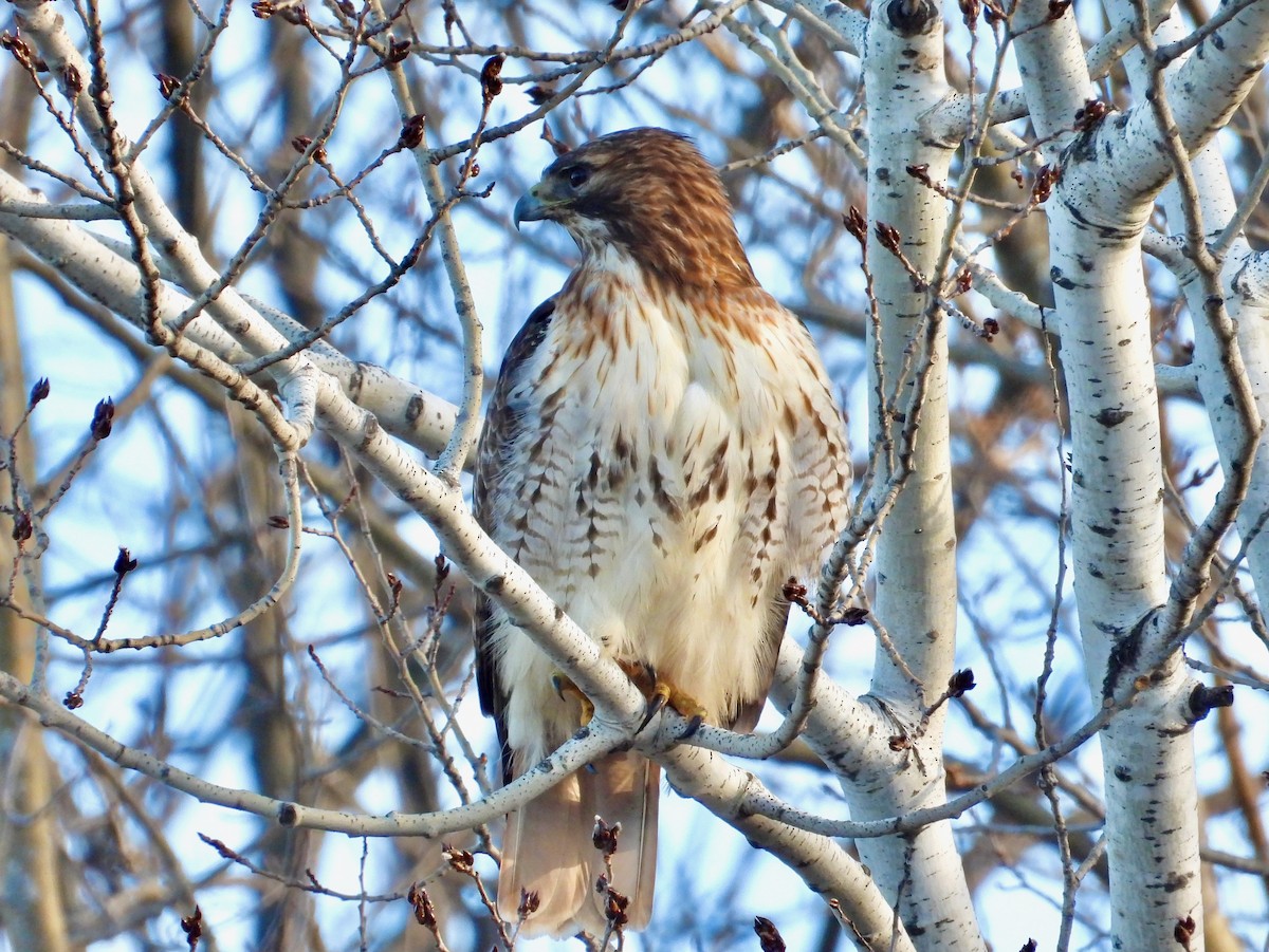 Red-tailed Hawk (borealis) - Will Kirby