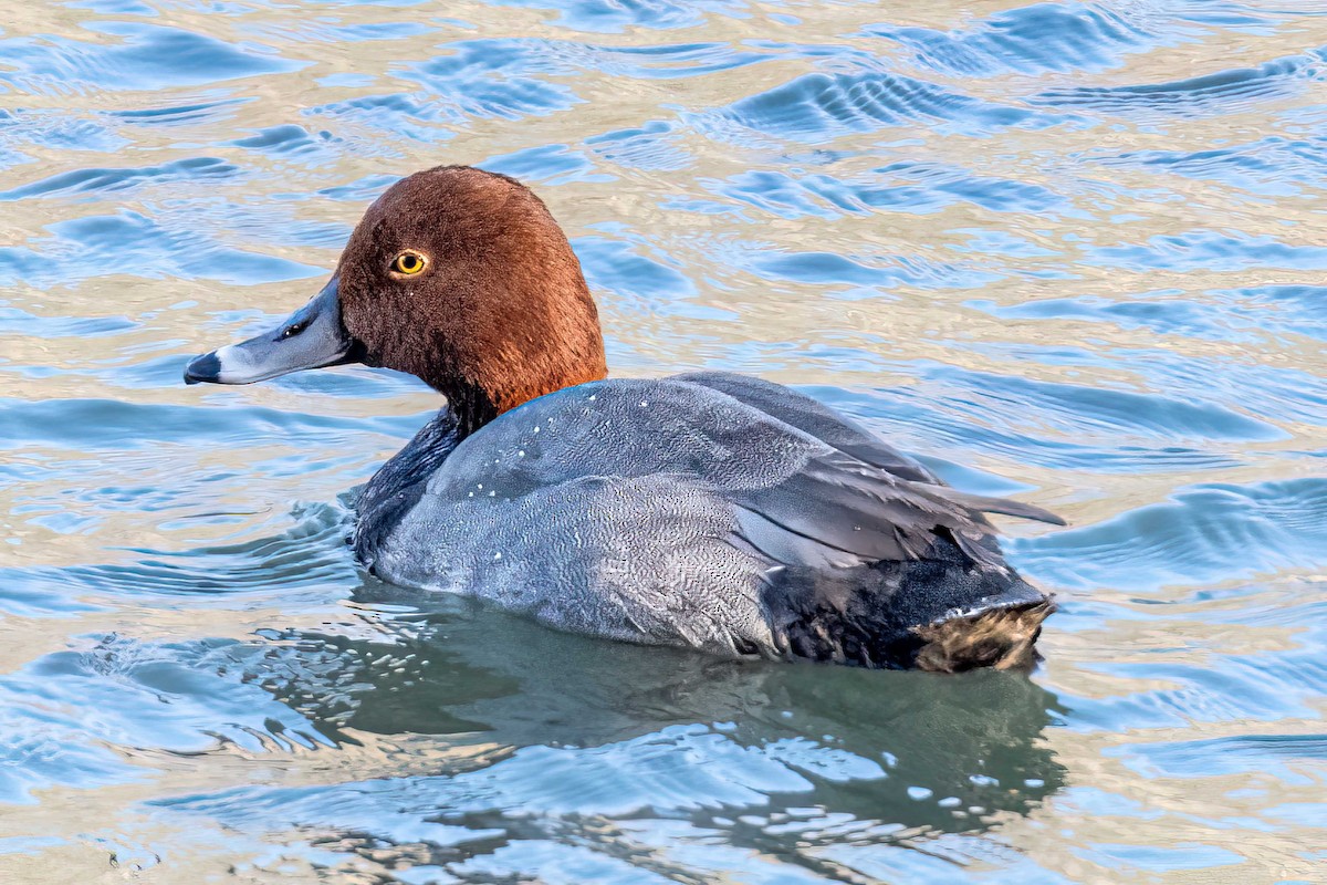 Redhead - ML528788841