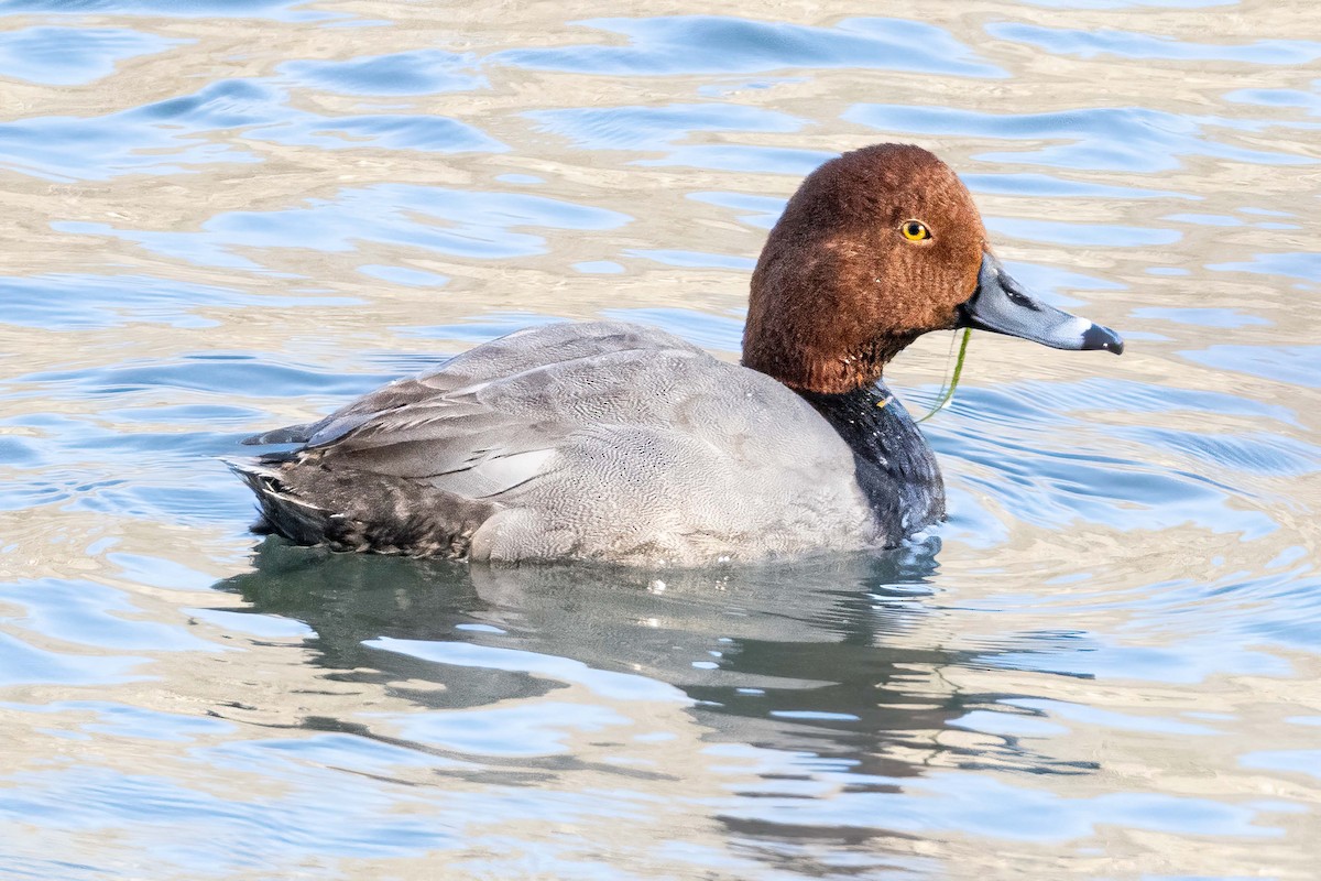 Redhead - ML528788891