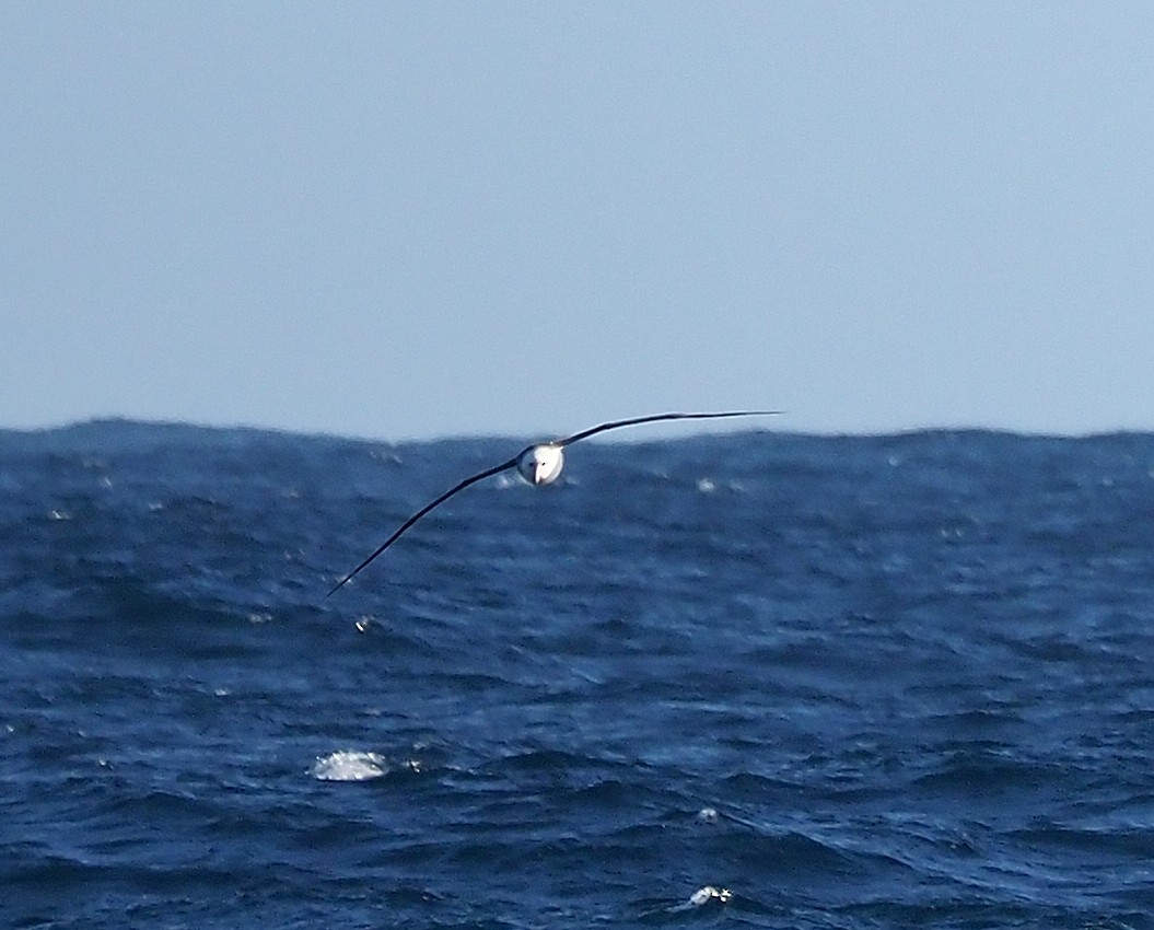 Laysan Albatross - ML528790331