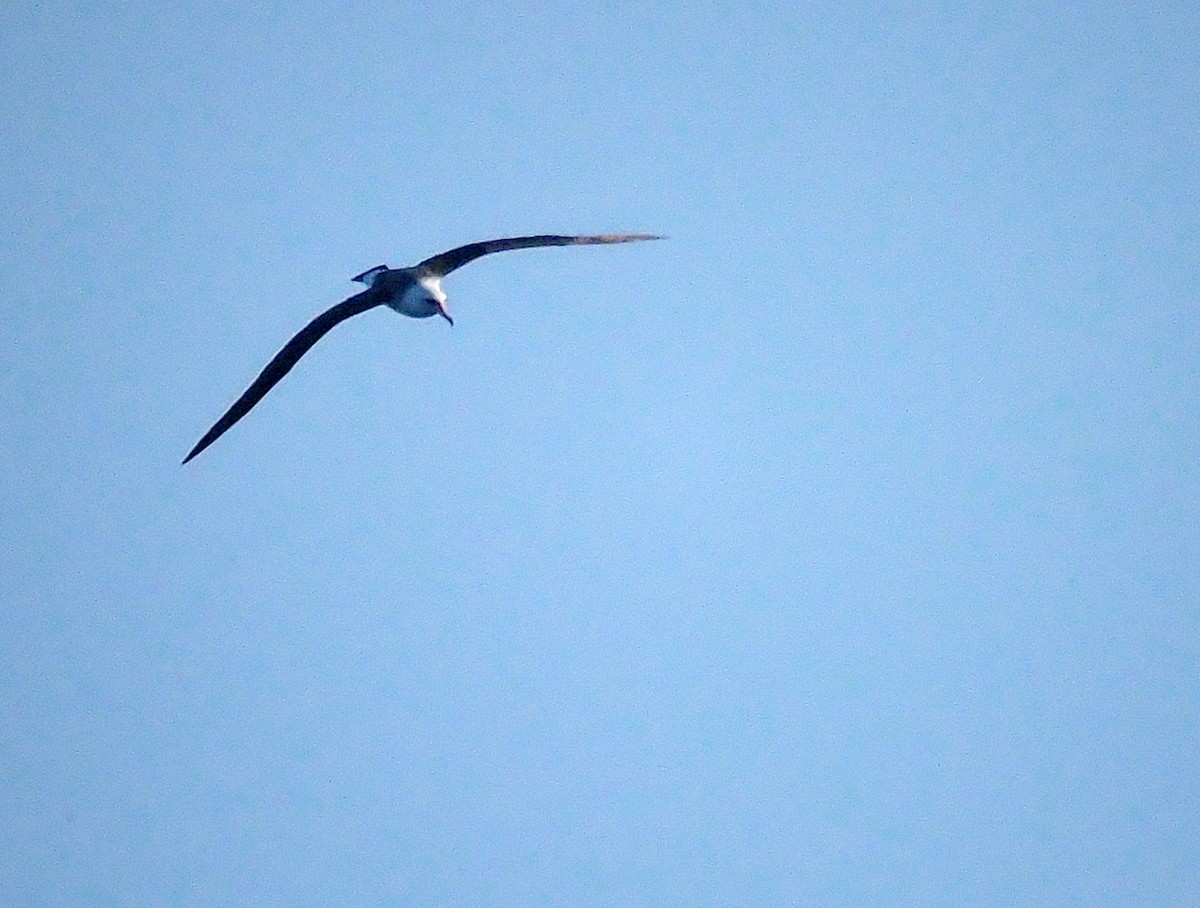 Laysan Albatross - ML528790351