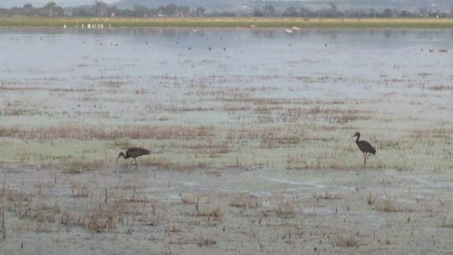 ibis hnědý - ML528790601