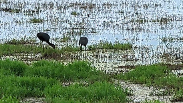 ibis hnědý - ML528790741